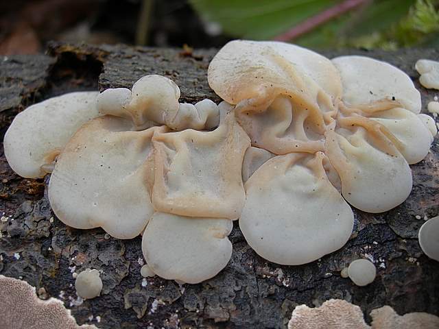 le  Specie  invernali  del  Leimental